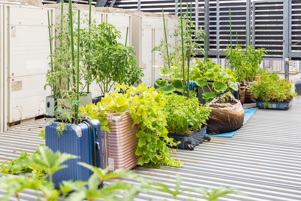 庭のホテルの屋上に並んだ、スーツケースをアップサイクルしたプランター。たくさんの種類の花や野菜などが植えられています。